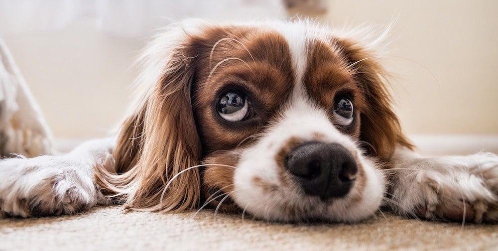 Hund liegt auf dem Boden und wartet auf Verabreichung von CBD CBD Öl für Hunde